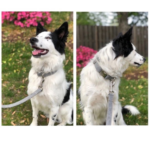 Dog Collar & Leash Set: Heather Grey - Picture 2 of 8